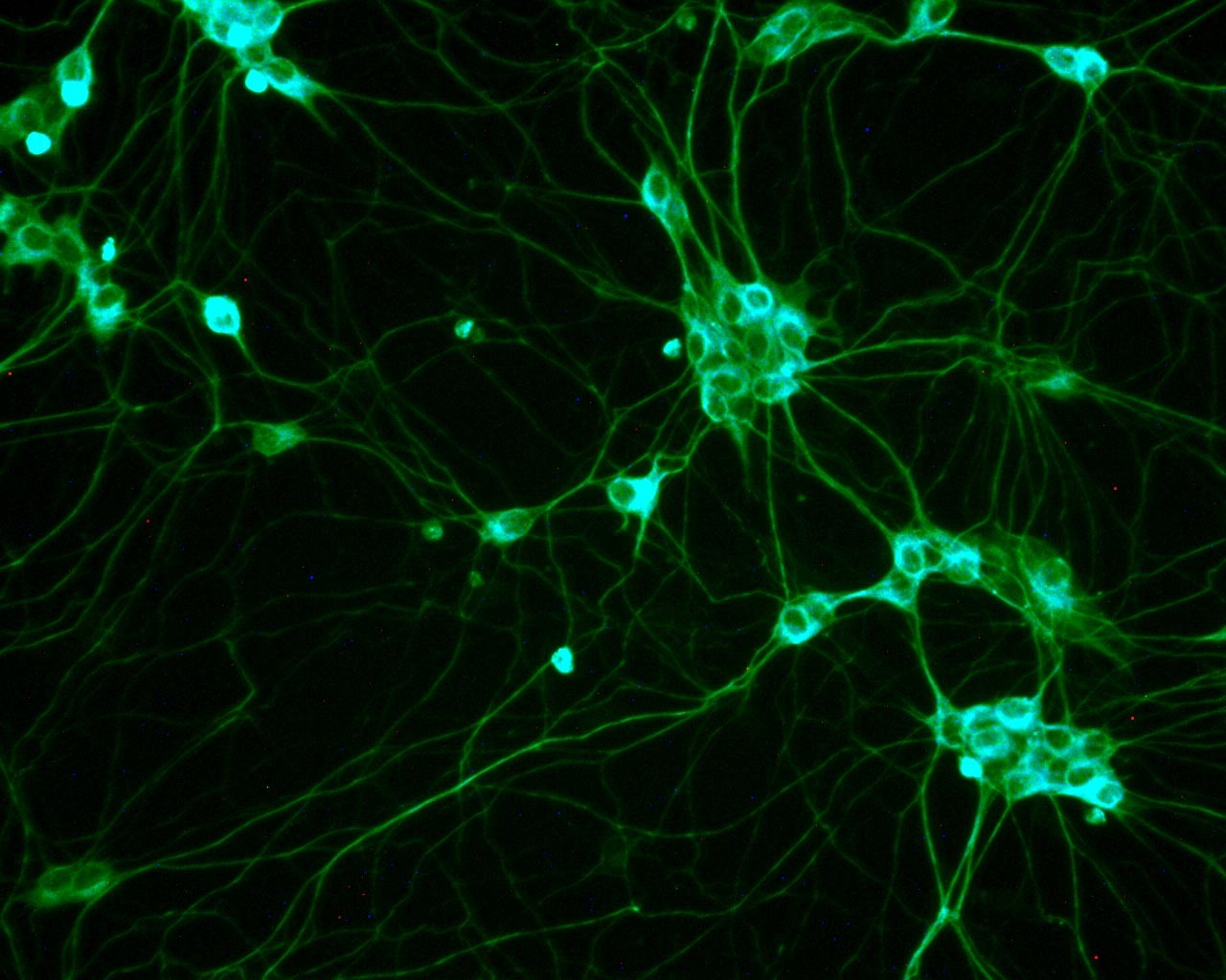 Επανάσταση στις μεταμοσχεύσεις