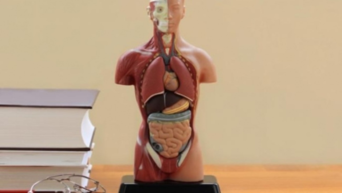 Δείτε 10 άχρηστα μέρη του σώματός σας – Δεν τα φαντάζεστε… (ΒΙΝΤΕΟ)