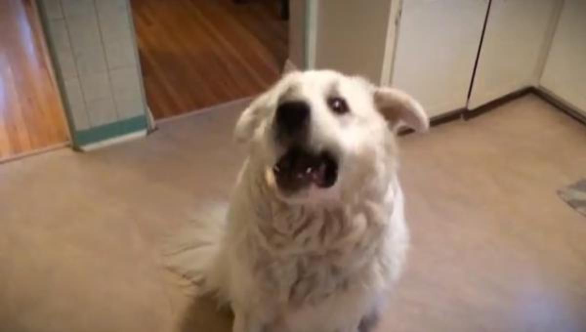 Τα καλύτερα βίντεο της Τετάρτης!