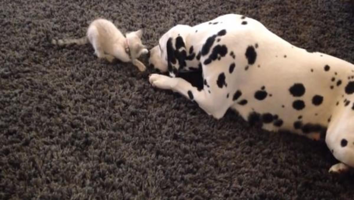 Τα καλύτερα βίντεο της Πέμπτης!