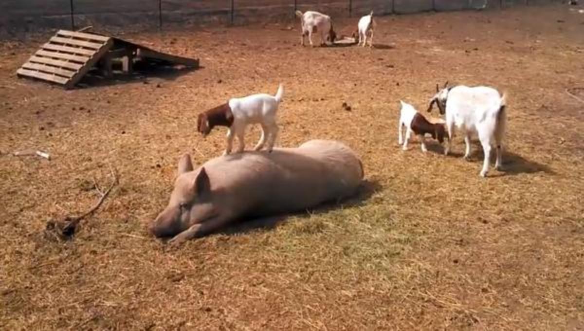 Τα καλύτερα βίντεο της Τρίτης!