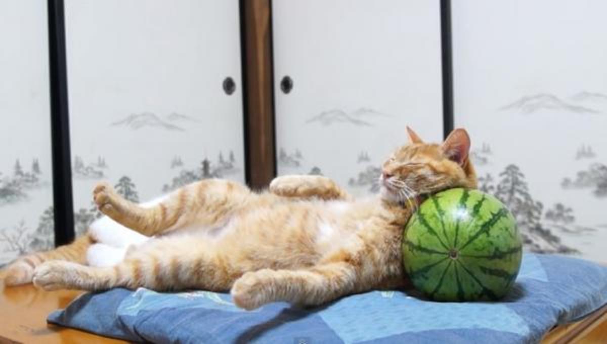 Τα καλύτερα βίντεο της Τρίτης!