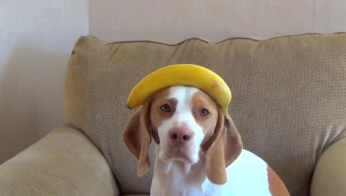 Τα καλύτερα βίντεο της Παρασκευής!