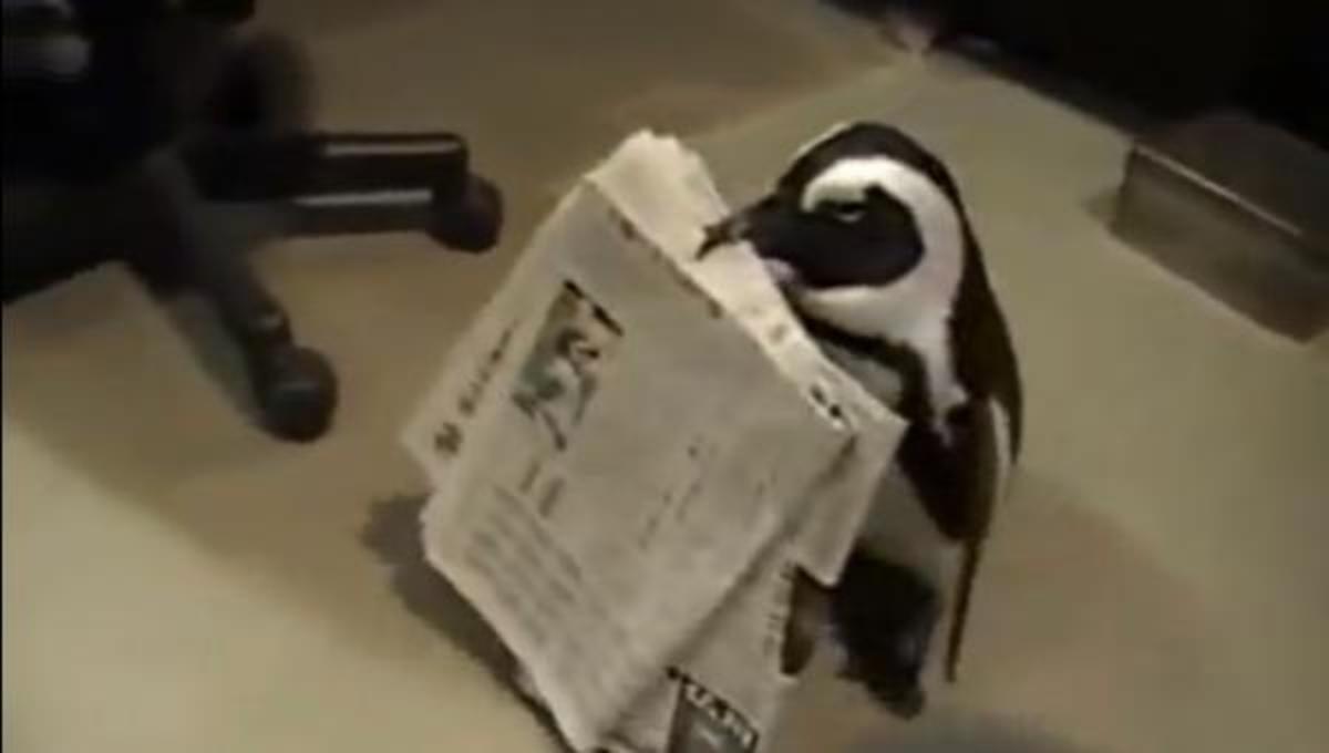 Τα καλύτερα βίντεο της Τετάρτης!