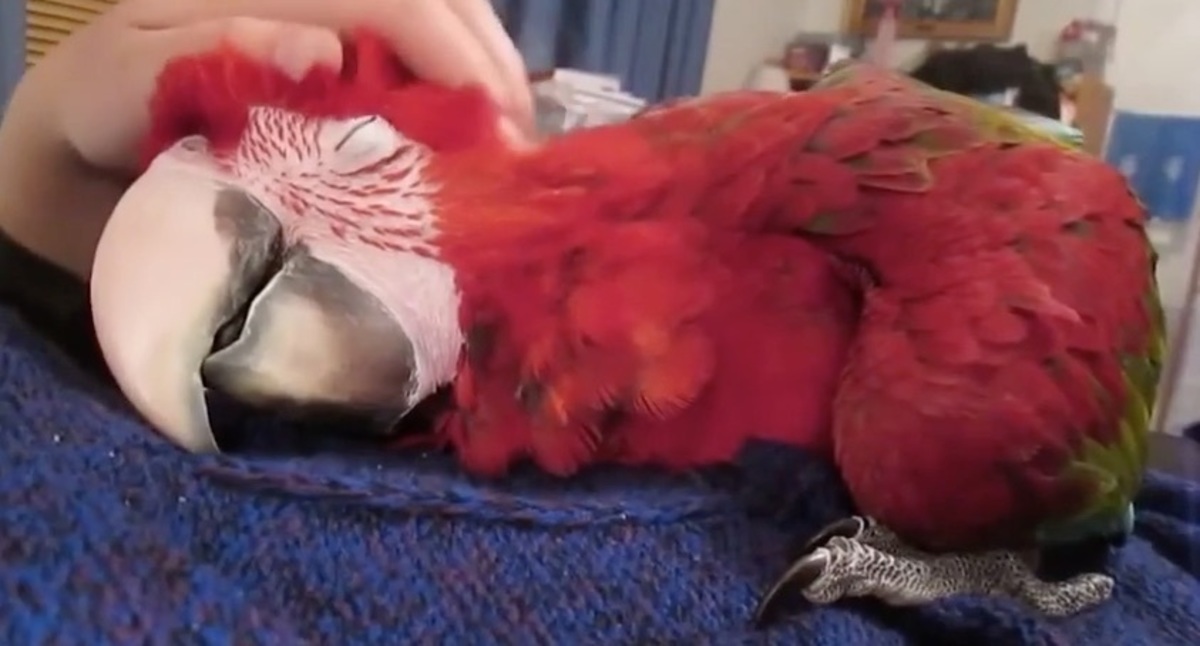 O παπαγάλος που θέλει χάδια …και τα καλύτερα βίντεο της Δευτέρας