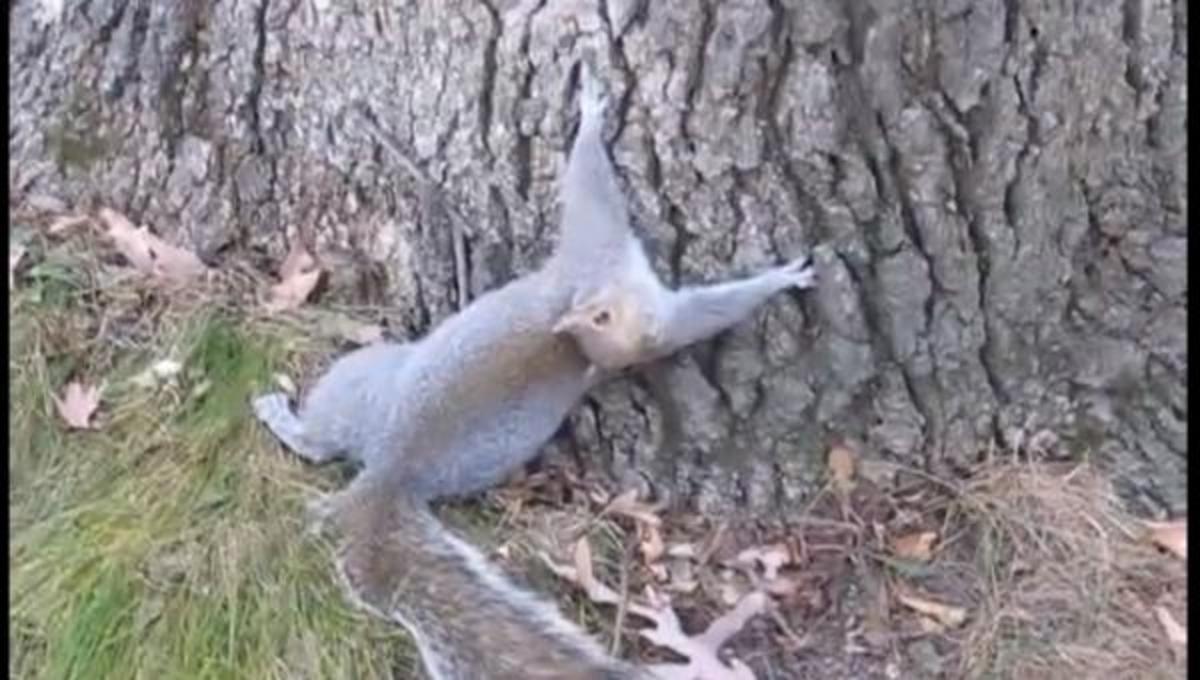 Τα καλύτερα βίντεο της Τρίτης!