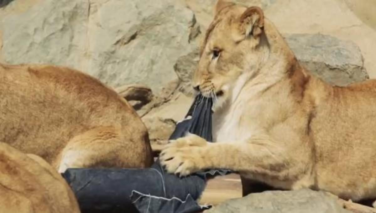 Τα καλύτερα βίντεο της Δευτέρας!