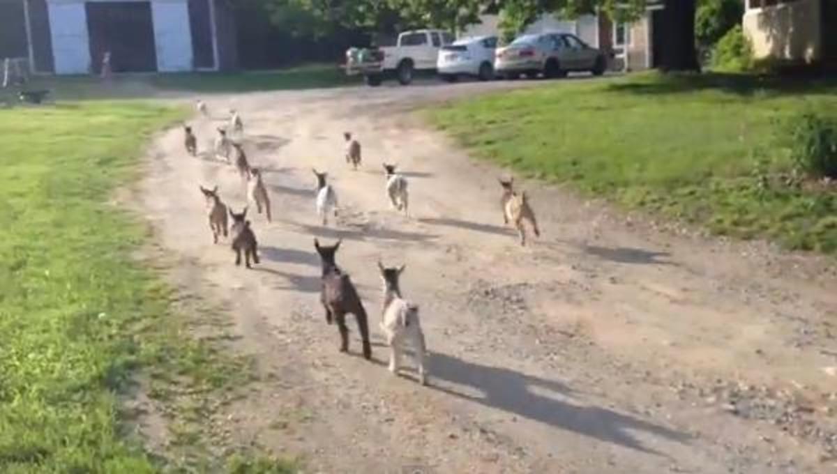 Τα καλύτερα βίντεο της Παρασκευής!