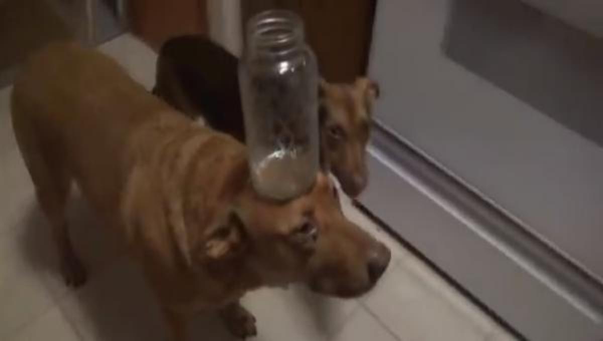 Τα καλύτερα βίντεο της Τετάρτης!