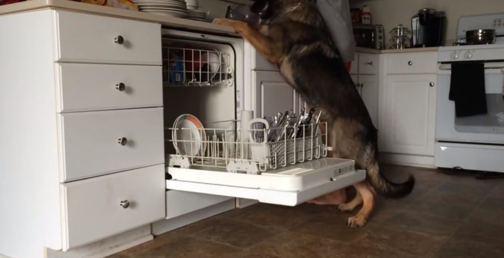 Ο σκύλος που βάζει πλυντήριο πιάτων …και τα καλύτερα βίντεο της Παρασκευής