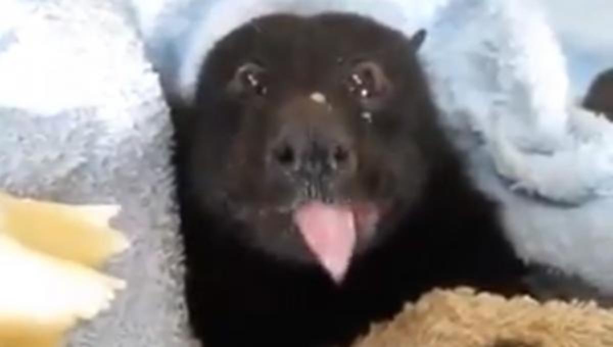 Η νυχτερίδα που τρώει μπανάνα… και τα καλύτερα βίντεο της Παρασκευής