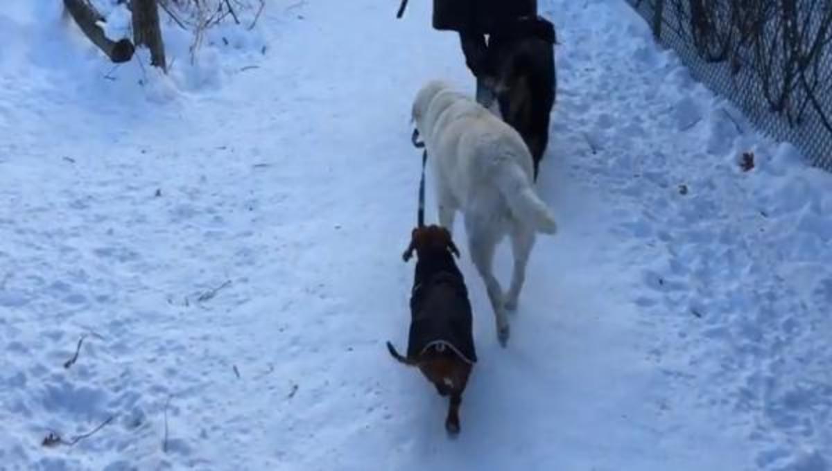 Σκύλος βγάζει βόλτα σκύλο .. και τα καλύτερα βίντεο της Παρασκευής