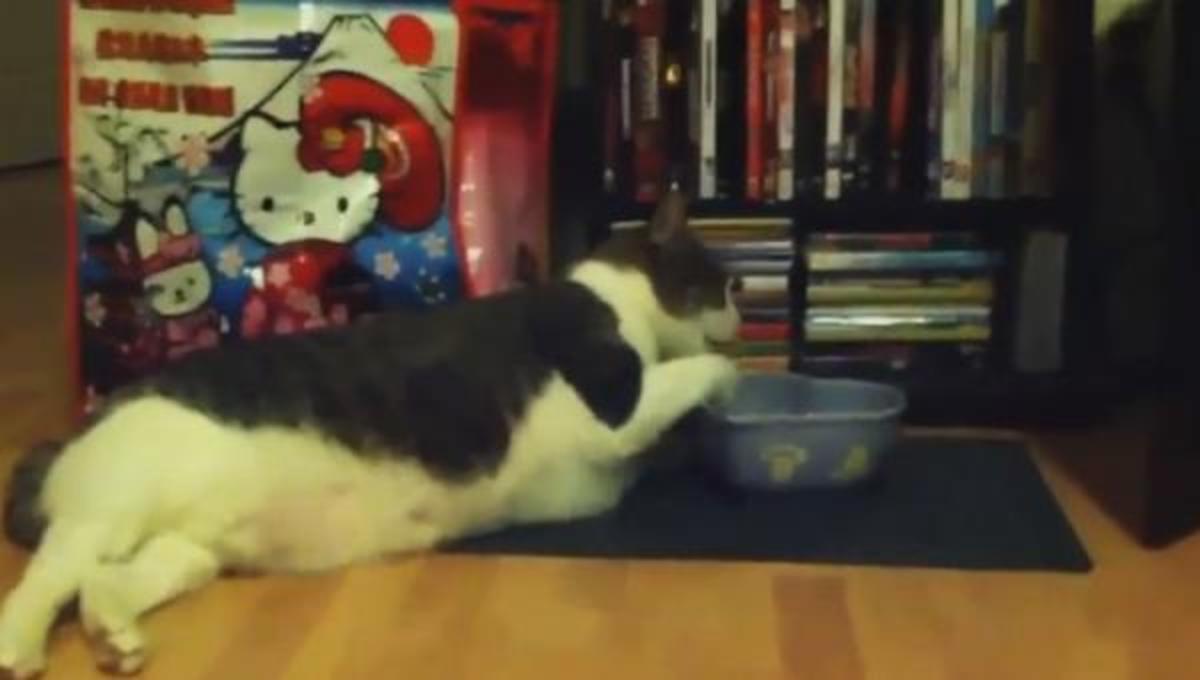 Όταν οι γάτες βαριούνται …και τα καλύτερα βίντεο της Παρασκευής