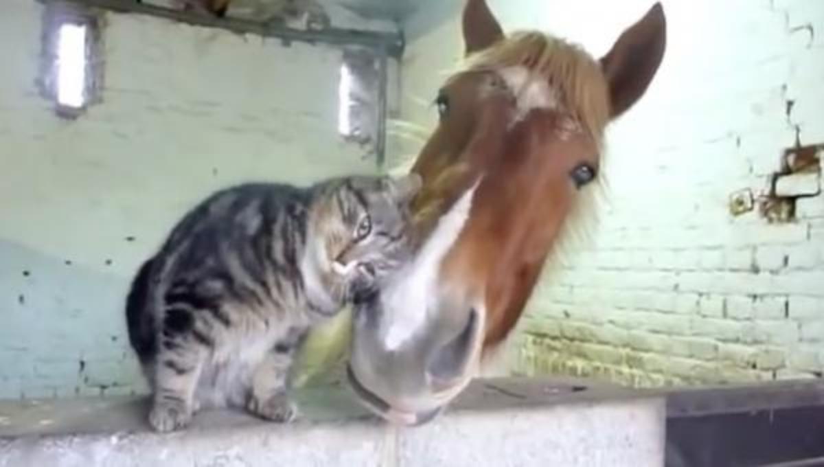 Η γάτα που αγαπάει τα άλογα… και τα καλύτερα βίντεο της Παρασκευής