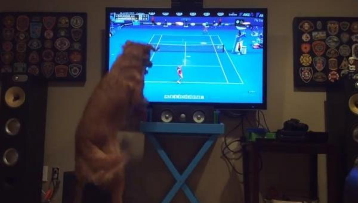 Ο σκύλος που δεν ξεκολλάει από την τηλεόραση … και τα καλύτερα βίντεο της Παρασκευής