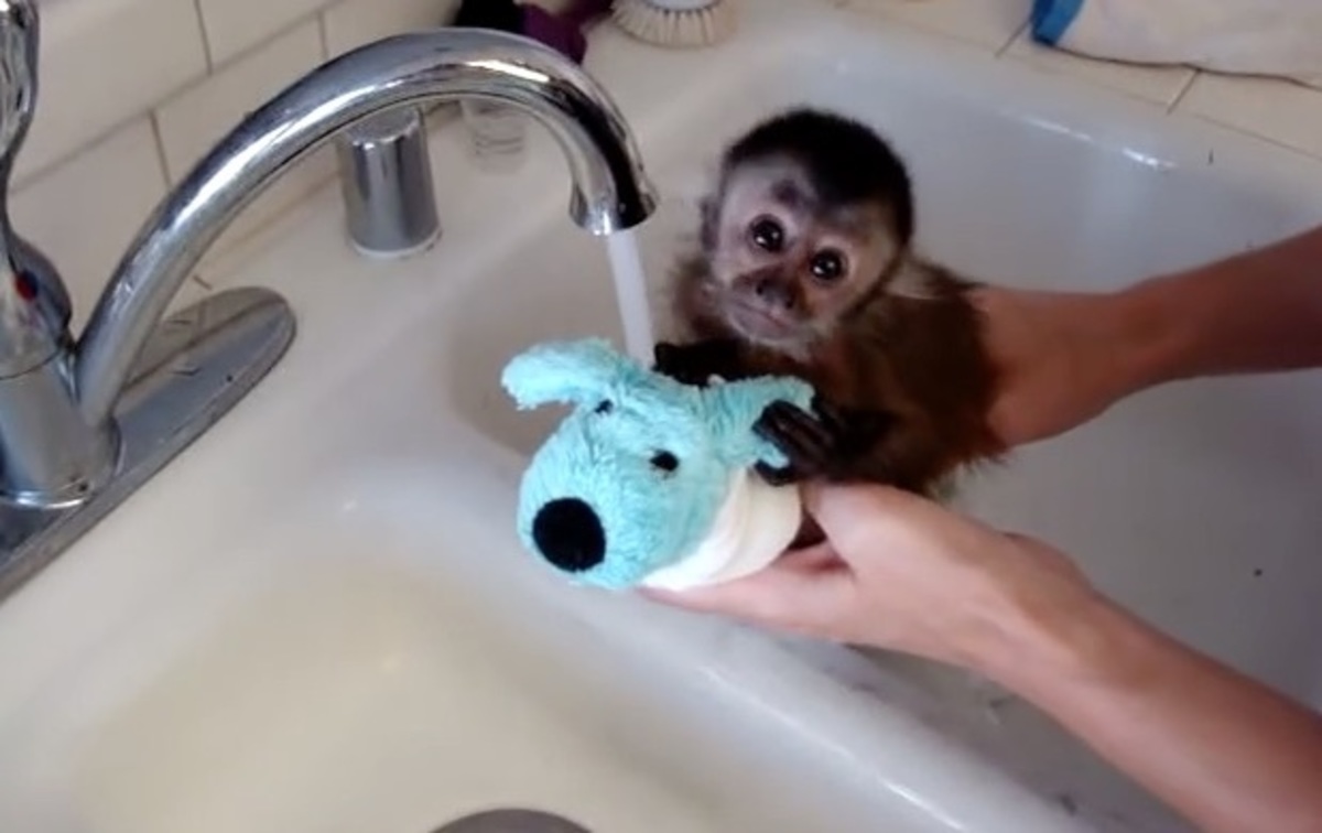 Το μαϊμουδάκι κάνει μπάνιο …και τα καλύτερα βίντεο της Παρασκευής