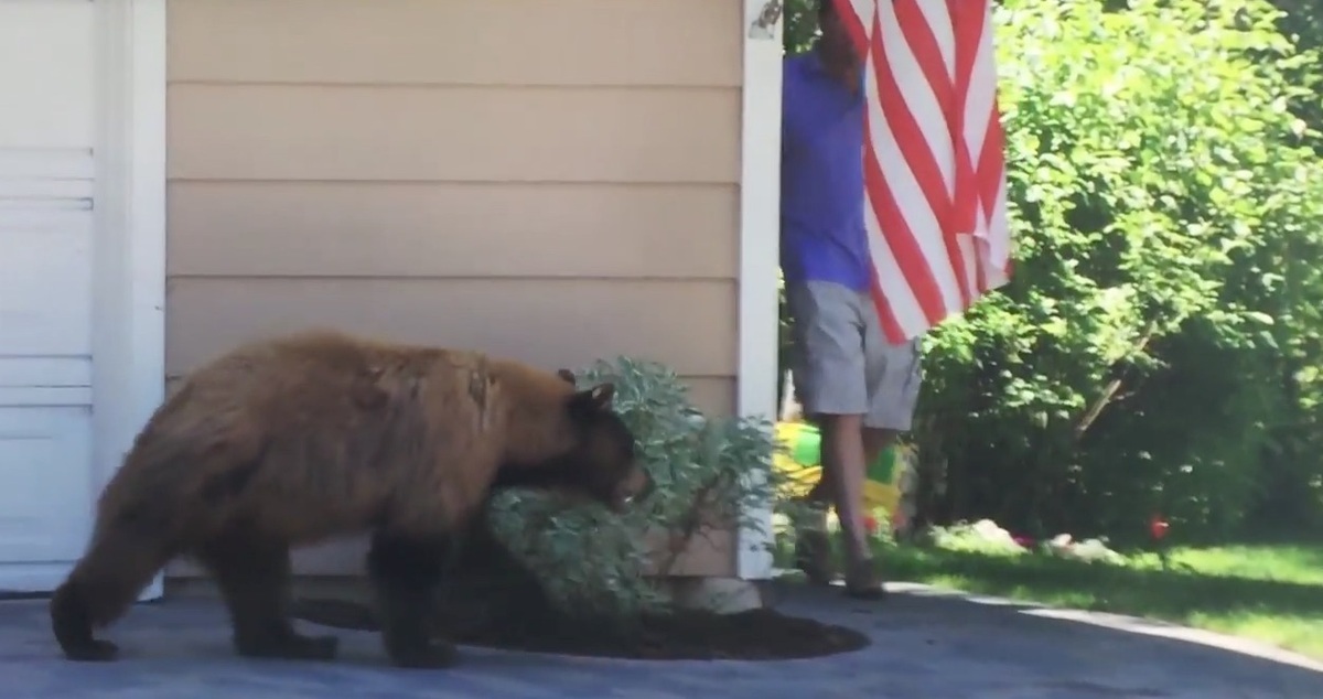 H αρκούδα που τρομάζει από τον περαστικό …και τα καλύτερα βίντεο της Παρασκευής
