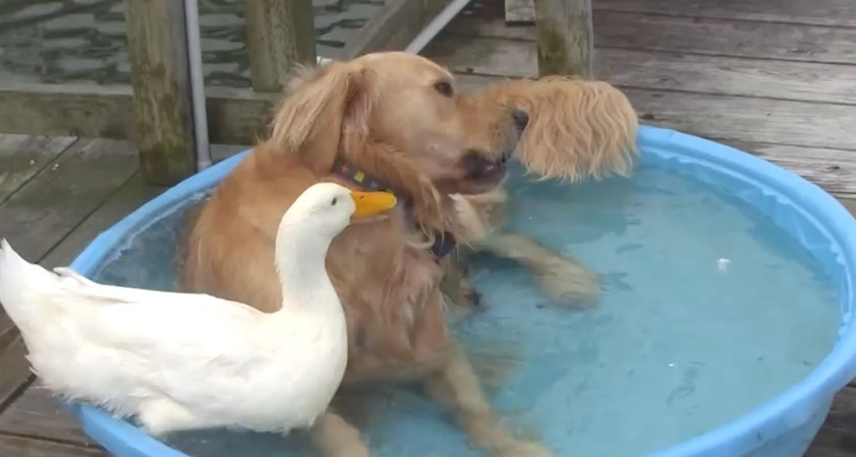 Ο σκύλος και η πάπια …και τα καλύτερα βίντεο της Παρασκευής