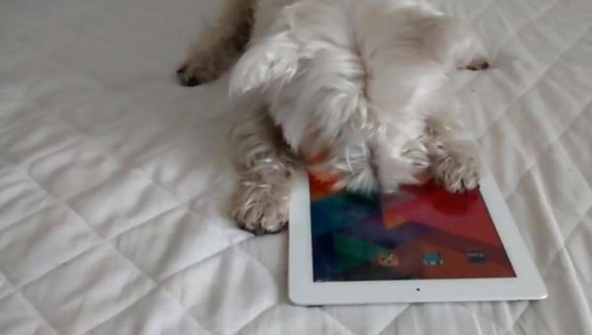 Ο σκύλος που παίζει με το iPad και τα καλύτερα βίντεο της Δευτέρας!