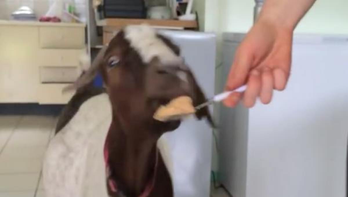 Η κατσίκα που λατρεύει το φυστικοβούτυρο και τα καλύτερα βίντεο της Τρίτης