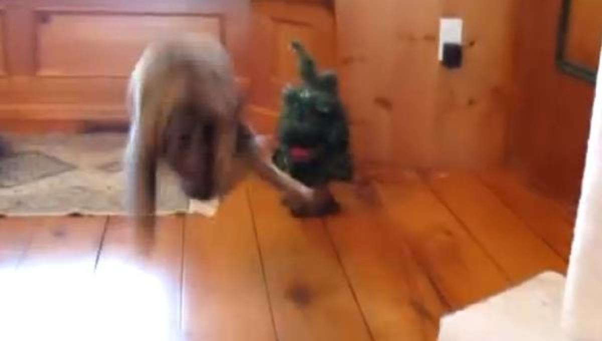 H γάτα που φοβάται το χριστουγεννιάτικο δέντρο και τα καλύτερα βίντεο της Τρίτης