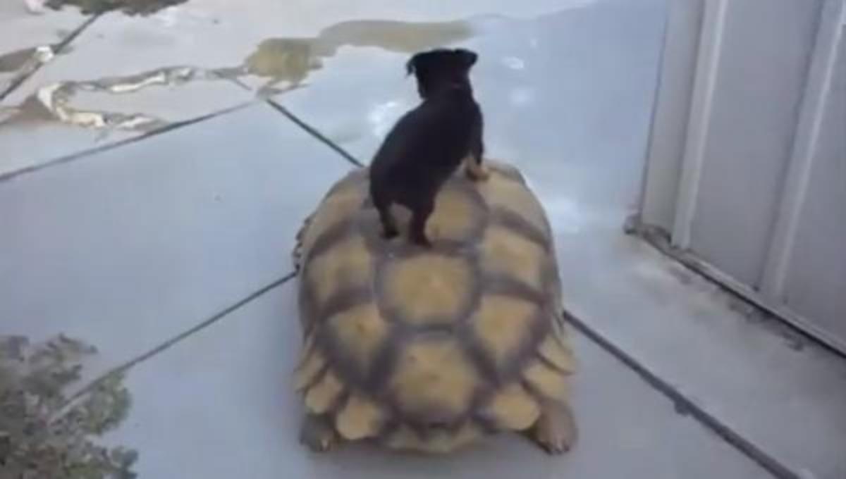 Τα καλύτερα βίντεο της Πέμπτης!