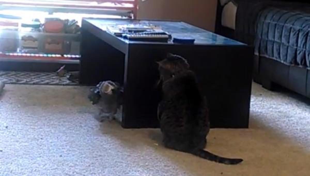 Τα καλύτερα βίντεο της Πέμπτης!