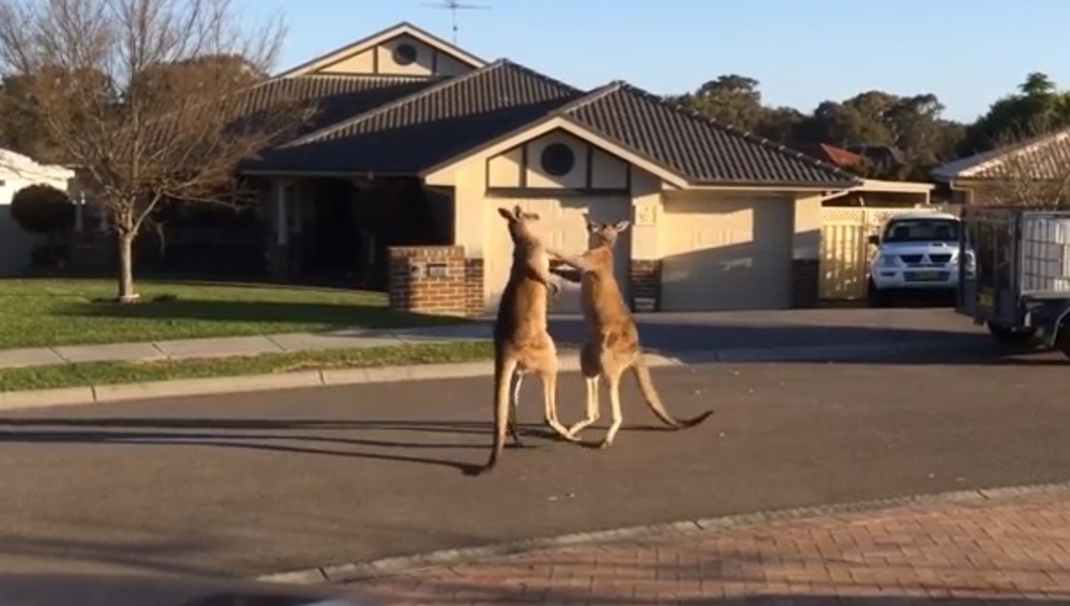 Τα καλύτερα βίντεο της Τετάρτης!