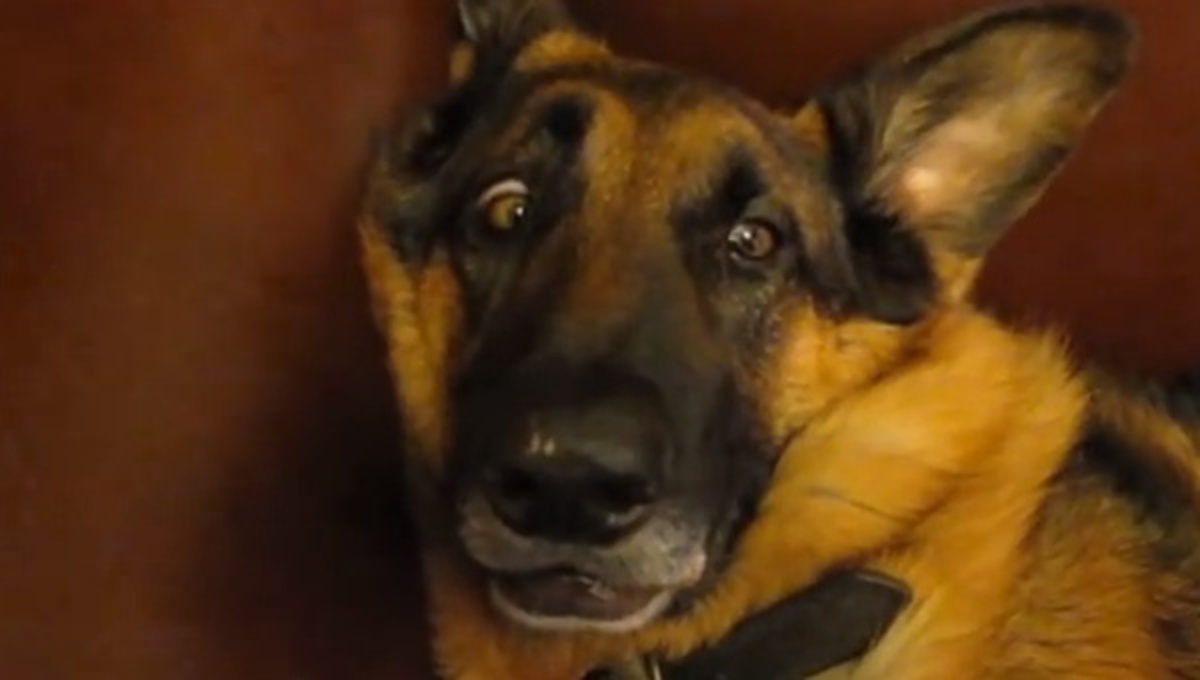 Τα καλύτερα βίντεο της Πέμπτης!