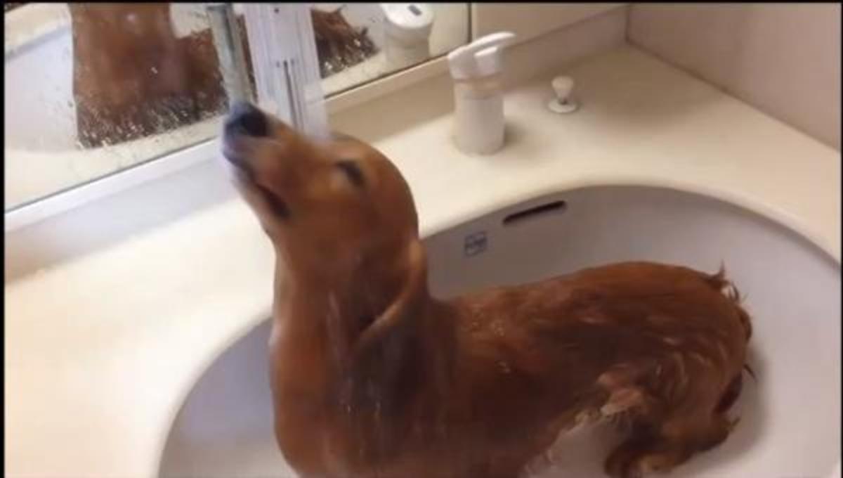 Τα καλύτερα βίντεο της Πέμπτης!