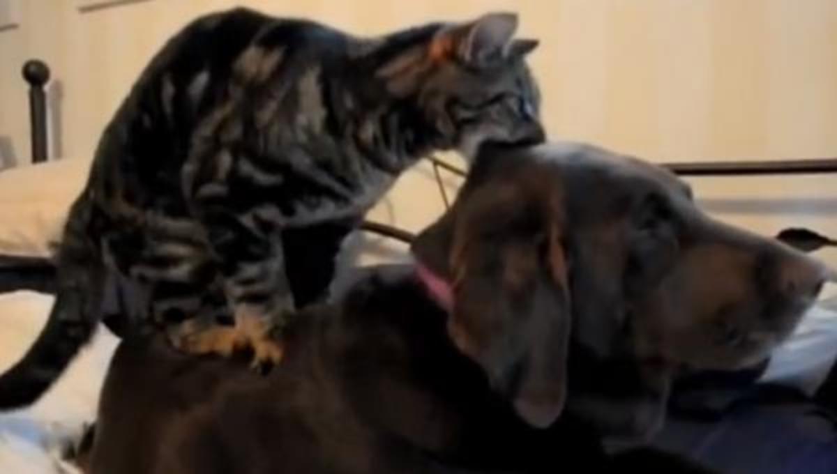 Τα καλύτερα βίντεο της Τετάρτης!