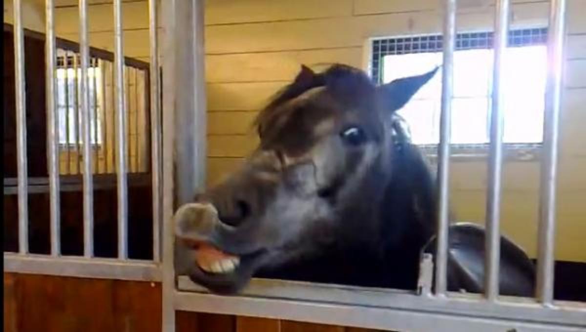 Τα καλύτερα βίντεο της Δευτέρας!