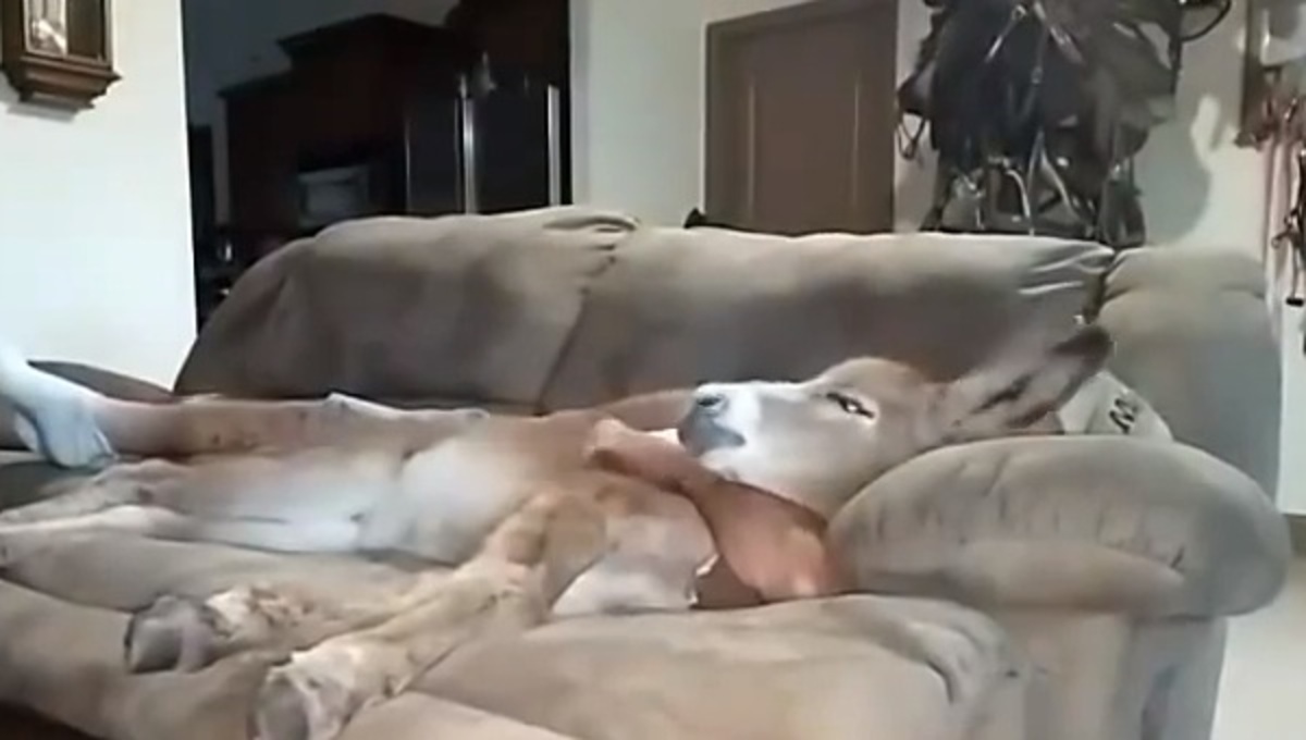 Τα καλύτερα βίντεο της Τετάρτης!