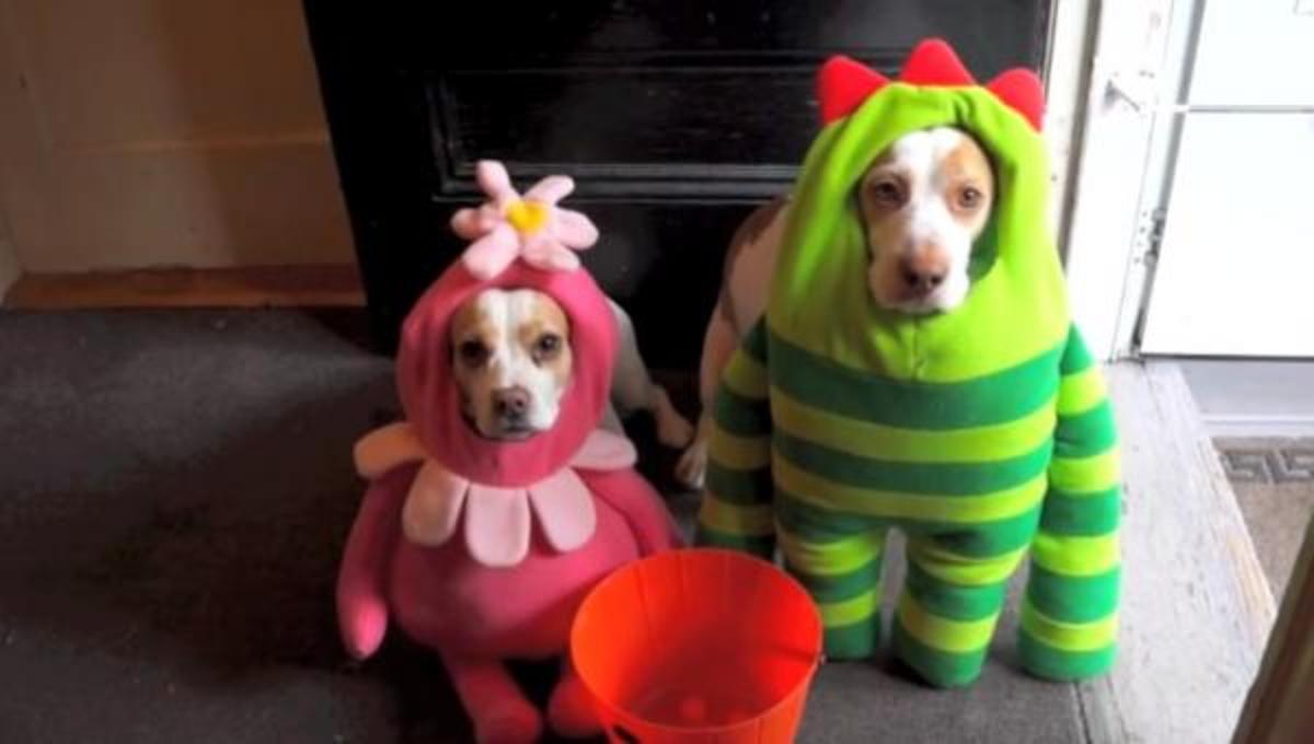 Τα καλύτερα βίντεο της Παρασκευής!