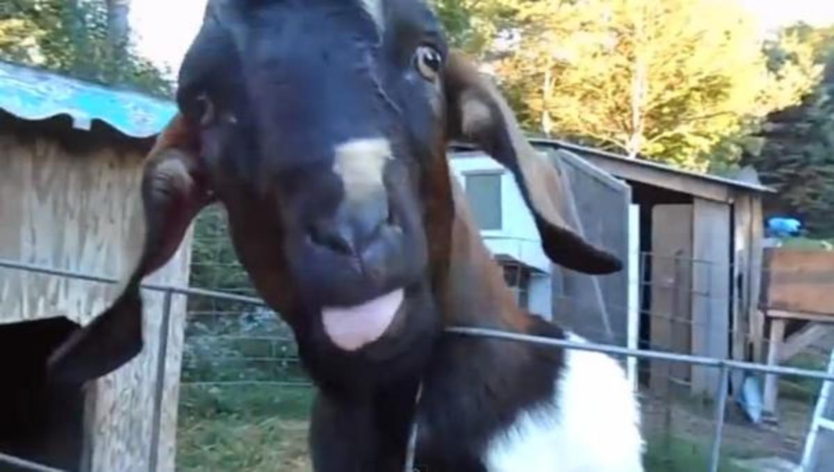 Τα καλύτερα βίντεο της Τρίτης!