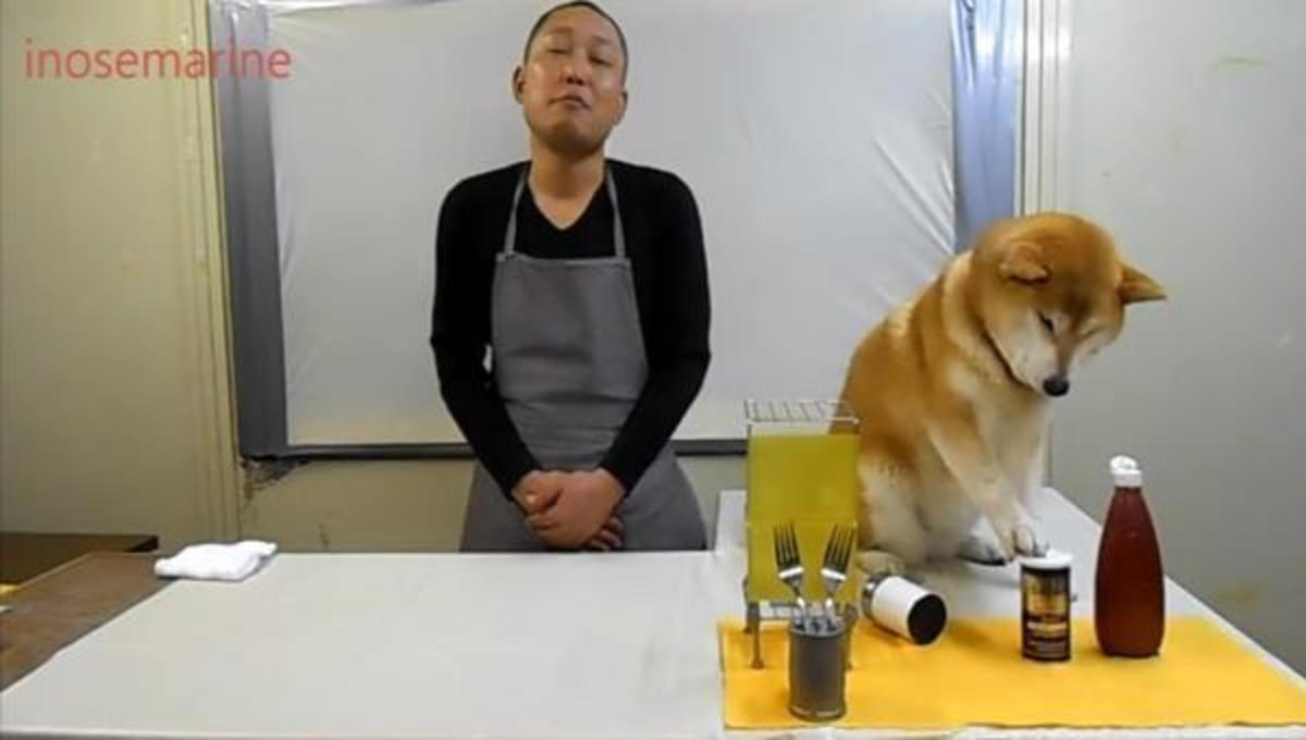 O σκύλος του καταστρέφει την εκπομπή …και τα καλύτερα βίντεο της Πέμπτης