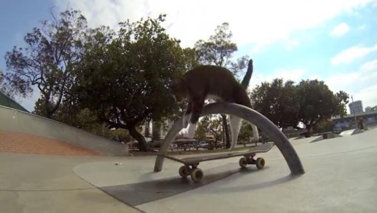 H γάτα που κάνει skateboard …και τα καλύτερα βίντεο της Τετάρτης