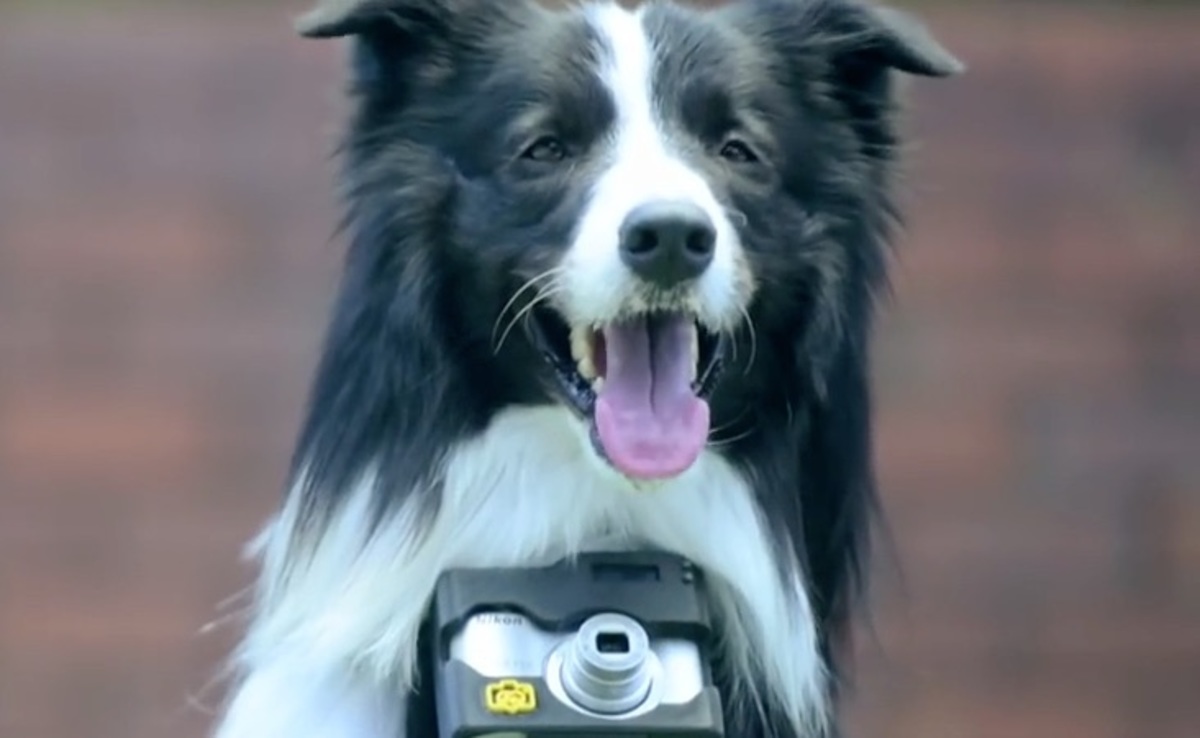 Ο σκύλος – φωτογράφος … και τα καλύτερα βίντεο της Τετάρτης