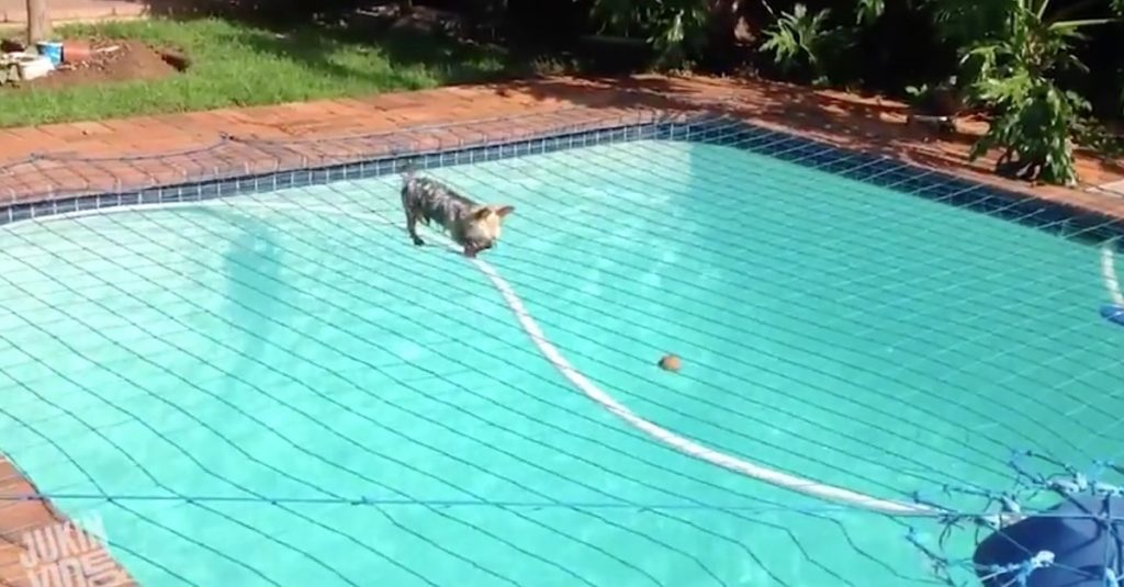 Η απίστευτη ισορροπία του σκύλου  …και τα καλύτερα βίντεο της Τετάρτης