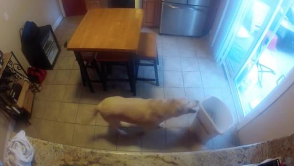 Όταν ο σκύλος είναι μόνος στην κουζίνα… και τα καλύτερα βίντεο της Παρασκευής