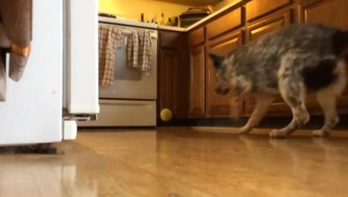 O “άμπαλος” σκύλος και τα καλύτερα βίντεο της Τετάρτης