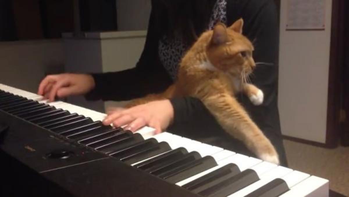 Η γάτα με το πιάνο και τα καλύτερα βίντεο της Πέμπτης