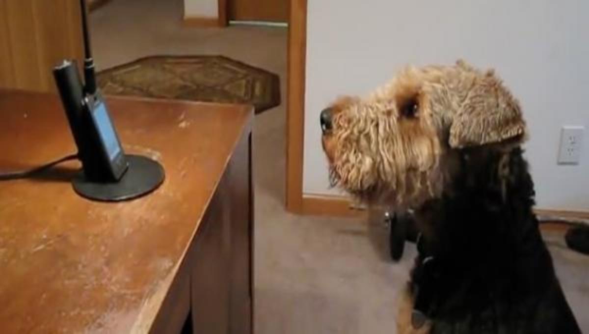 Ο σκύλος που απαντάει το τηλέφωνο… και τα καλύτερα βίντεο της Δευτέρας