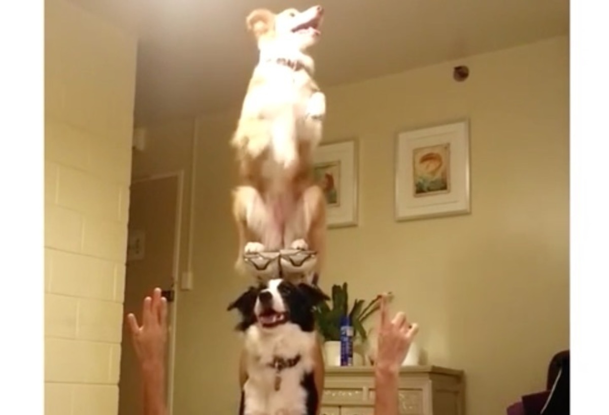 Σκύλοι – ακροβάτες …και τα καλύτερα βίντεο της Τετάρτης