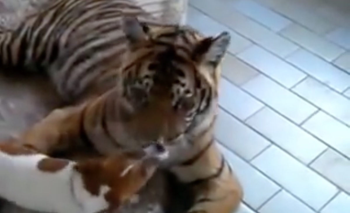 Το σκυλάκι και η τίγρης … και τα καλύτερα βίντεο της Τρίτης
