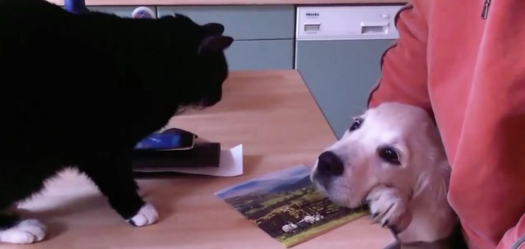 Κουτάβια και γάτες …και τα καλύτερα βίντεο της Δευτέρας