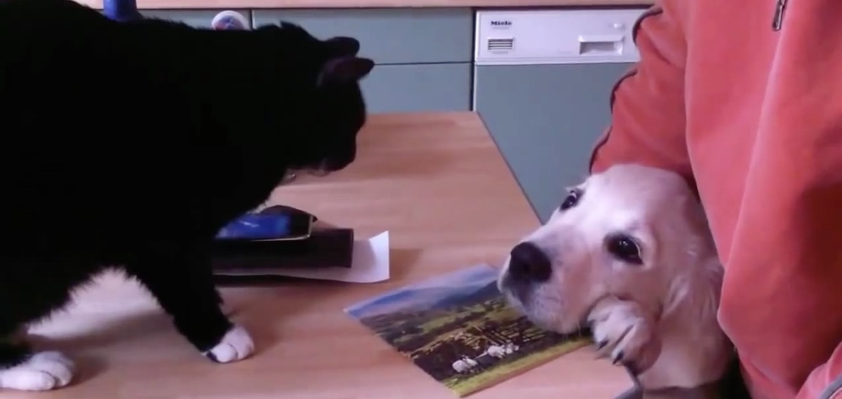 Κουτάβια και γάτες …και τα καλύτερα βίντεο της Δευτέρας