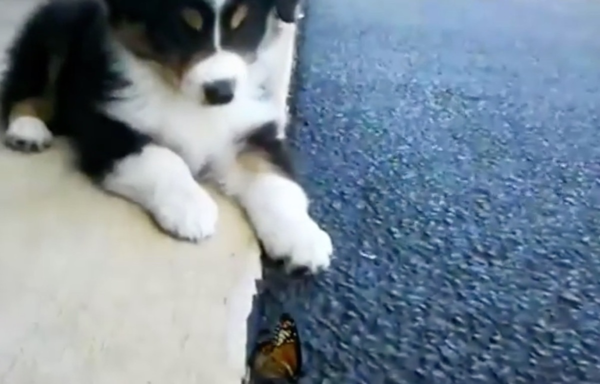 Οι σκύλοι που παίζουν με πεταλούδες …και τα καλύτερα βίντεο της Τετάρτης