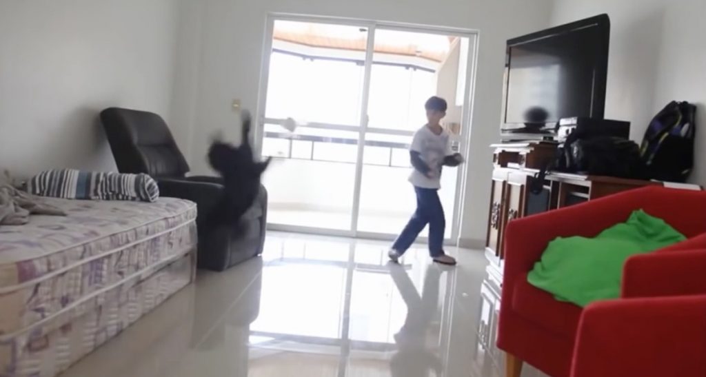 H γάτα σε ρόλο τερματοφύλακα …και τα καλύτερα βίντεο της Πέμπτης