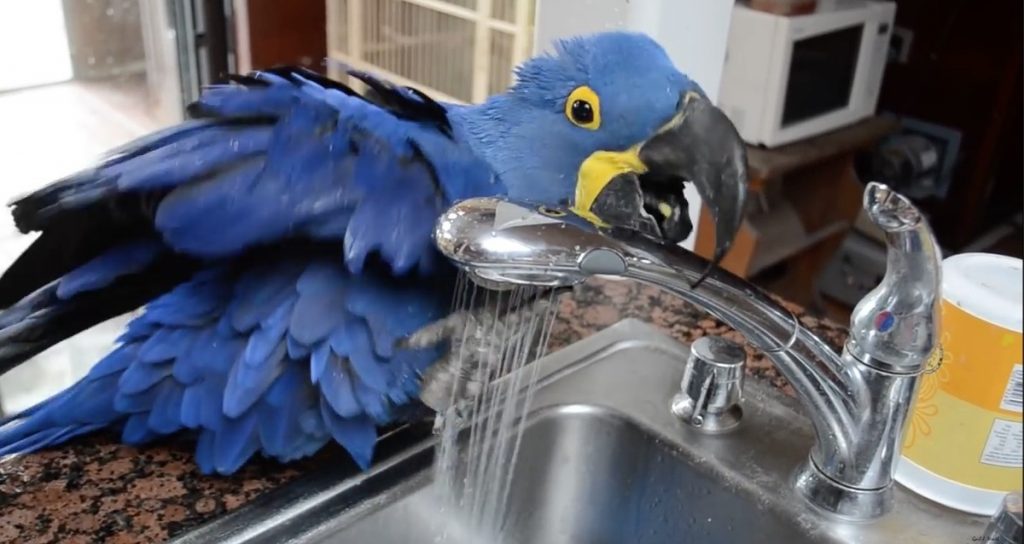 Όταν ο παπαγάλος κάνει μπάνιο  …και τα καλύτερα βίντεο της Τρίτης